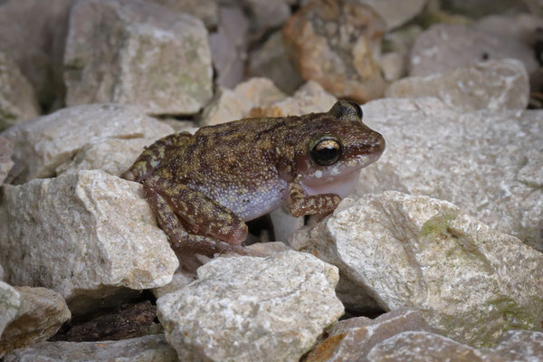 A male Whistling Chirping Frog (Eleutherodactylus pipilans) calling from the garden of the accommodation.