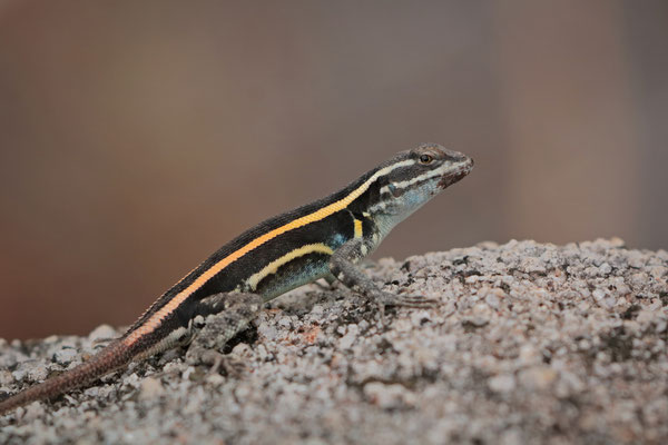 Subadult Smith's Rosebelly Lizard (Sceloporus smithi)