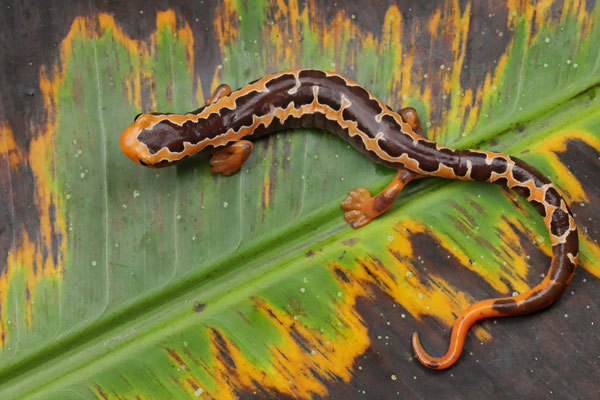 Yellowbelly Mushroomtongue Salamander (Bolitoglossa flaviventris) male