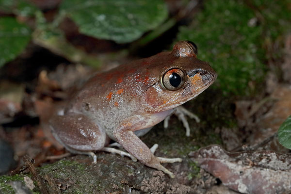 Wide-headed Night Frog (Astylosternus laticephalus) 