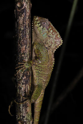 Helmeted Iguana (Corytophanes cristatus) 