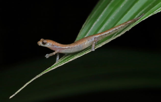 Southern Banana Salamander (Bolitoglossa occidentalis)