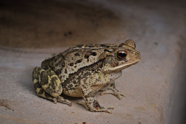 Gulf Coast Toad (Incilius valliceps)