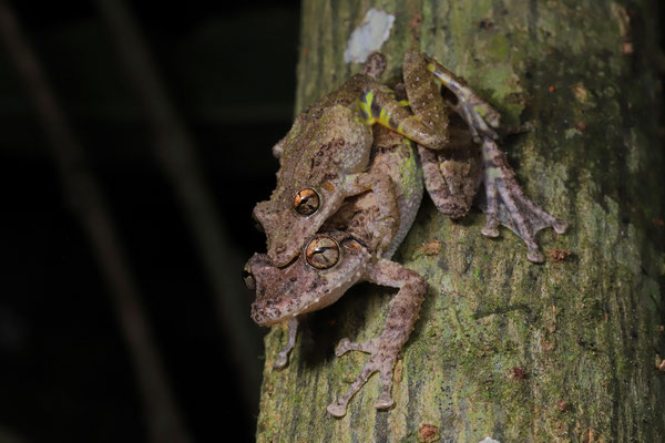 Boulenger's Long-snouted Tree Frog (Scinax boulengeri) amplexus