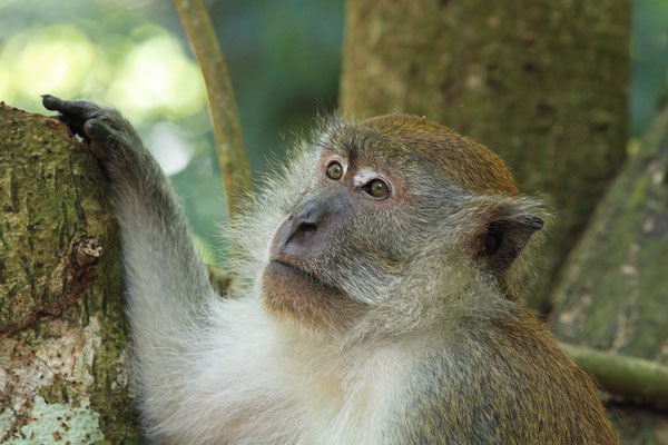 Long-tailed Macaque (Macaca fascicularis) 