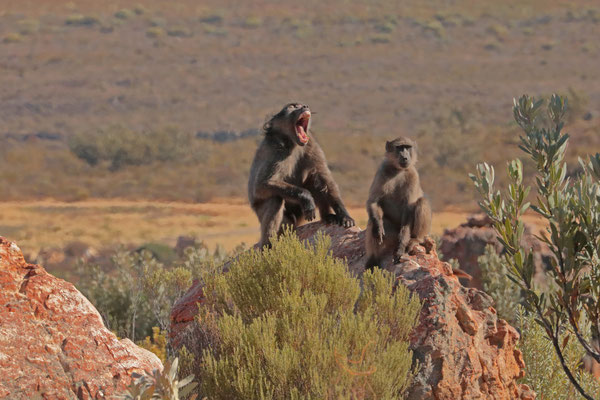 The Baboons (Papio ursinus) didn't seem too worried about the nearby fires.