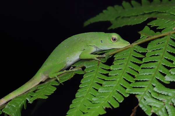 Green Tree Anole (Anolis biporcatus) 