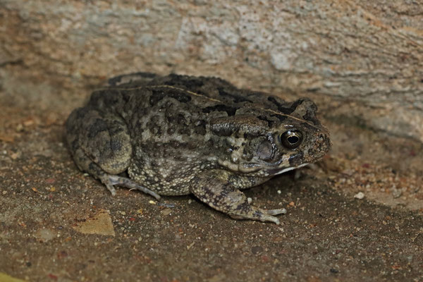Common Toad (Sclerophrys regularis) 