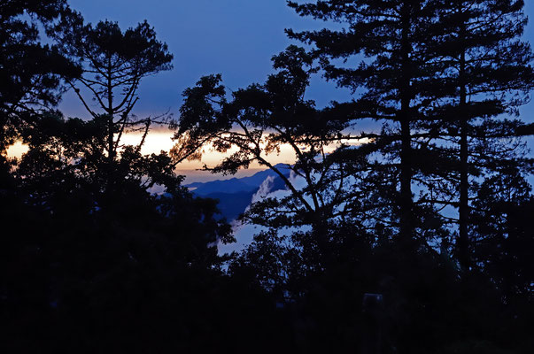 Peak through the trees at sunset.