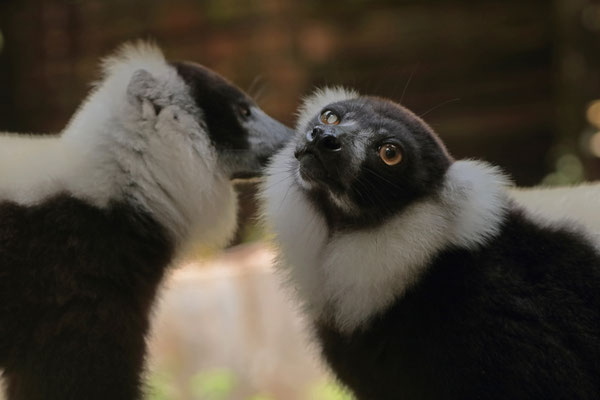 Black-and-white Ruffed Lemur (Varecia variegata) with our favourite lemur "Pietje" on the right.