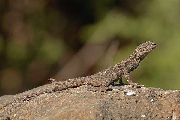 Female Hadramaut Agama (Acanthocercus adramitanus)