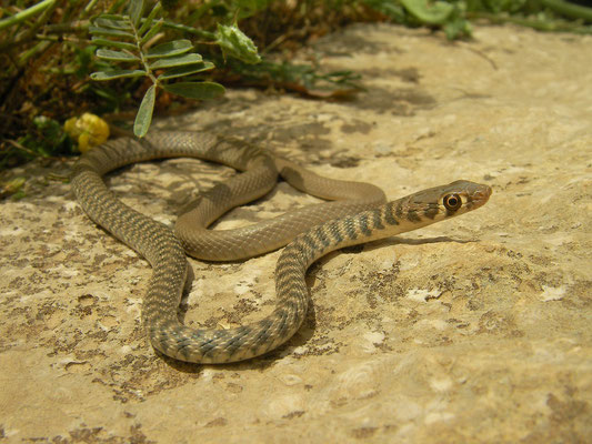 Braid Snake  (Platyceps rhodorachis ladacensis)