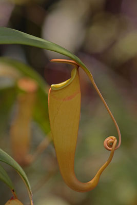 Madagascar Pitcher Plant (Nepenthes madagascariensis)