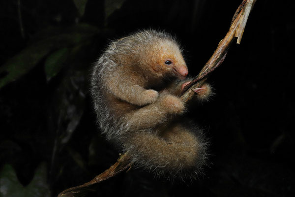 Silky Anteater (Cyclopes dorsalis)