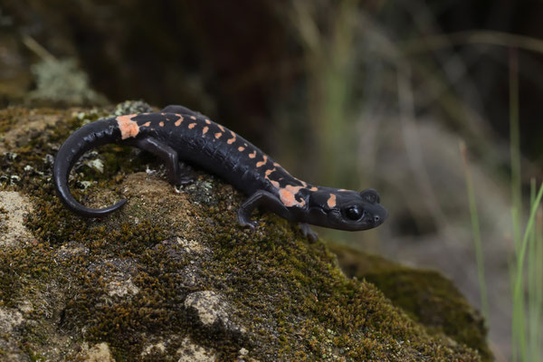 Cofre de Perote Salamander (Isthmura naucampatepetl) 