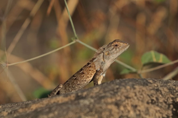 Oriental Garden Lizard (Calotes versicolor)