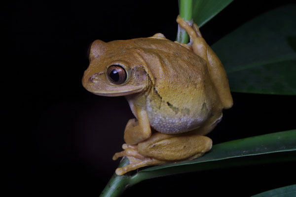 Yellow-spotted Tree Frog (Leptopelis flavomaculatus) female