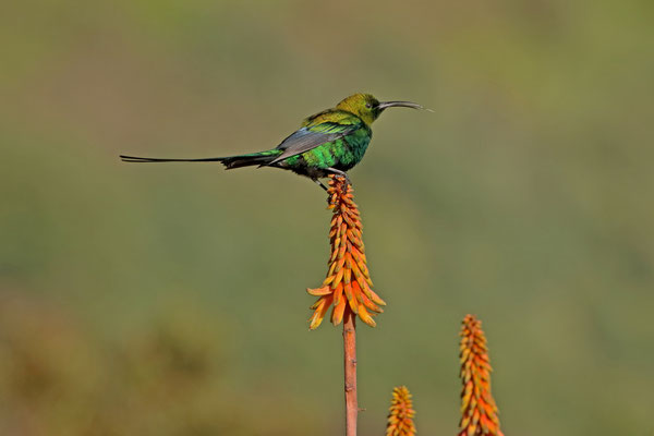 Malachite Sunbird (Nectarinia famosa)