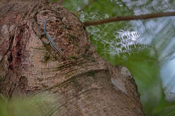 Eastern Blue-tailed Gliding Lizard (Holaspis laevis) 