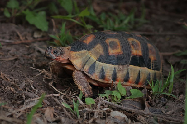 Angulate Tortoise (Chersina angulata)