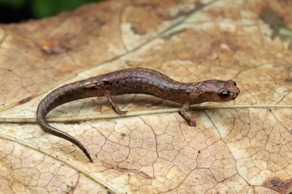 Veracruz Pygmy Salamander (Thorius pennatulus)