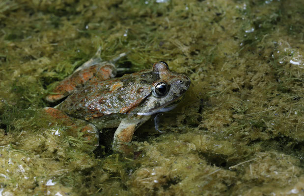 Tyrrhenian Painted Frog (Discoglossus sardus)