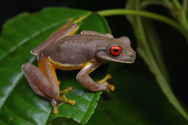 Legler's Tree Frog (Duellmanohyla legleri)