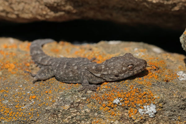 Kotschy's Gecko (Mediodactylus kotschyi) 
