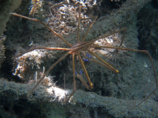 Yellowline Arrow Crab (Stenorhynchus seticornis)
