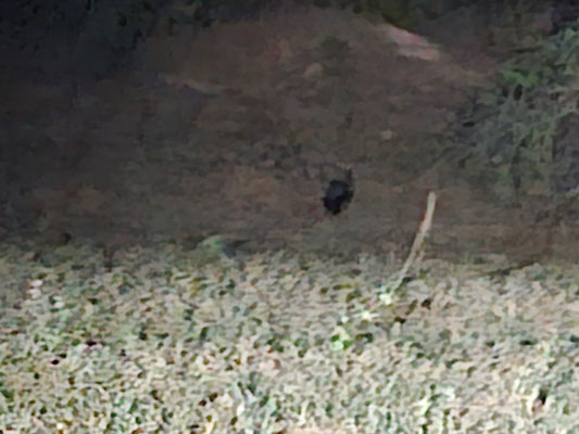 You have to believe us when we say this is a Honey Badger (Mellivora capensis pumilio) © Tijmen Kirkels