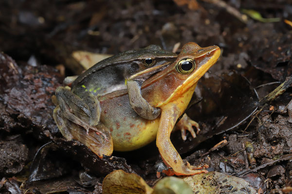Brilliant Forest Frog (Lithobates warszewitschii) amplexus. The animals at this location were all remarkably lighter in colour than in the rest of the country.