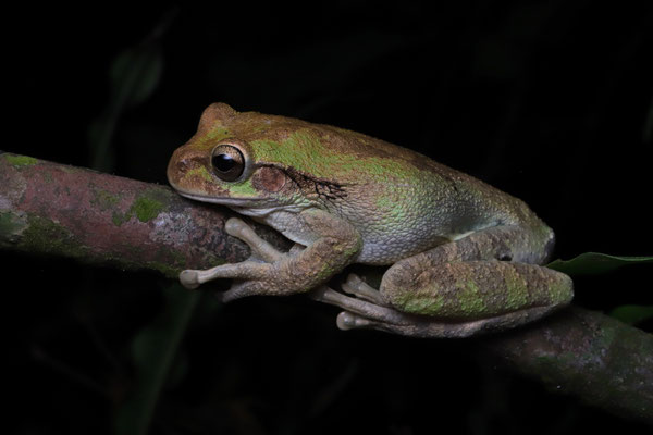 Common Mexican Treefrog (Smilisca baudinii)