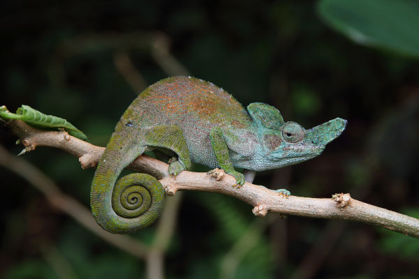 Rwenzori Plate-nosed Chameleon (Kinyongia xenorhina) male