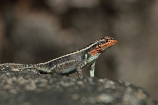 Smith's Rosebelly Lizard (Sceloporus smithi)