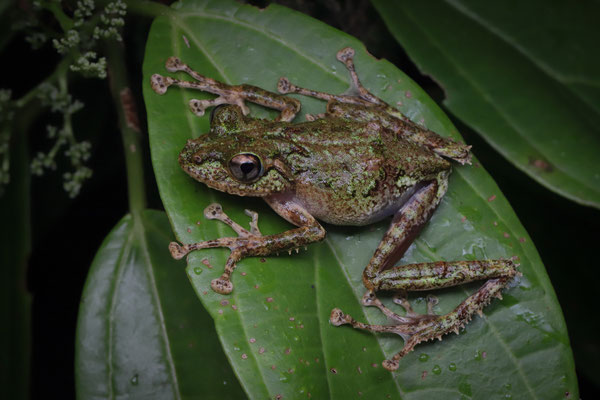 Malagasy Mossy Frog (Spinomantis aglavei)