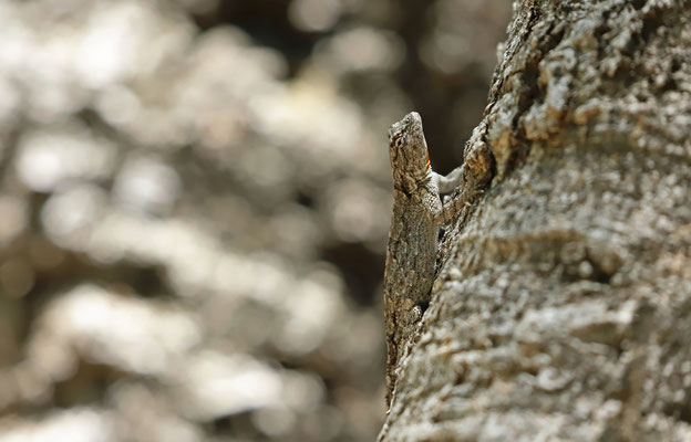 Tropical Tree Lizard (Urosaurus bicarinatus)