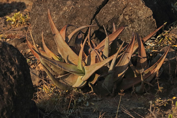 Dhofar Aloe (Aloe dhufarensis)