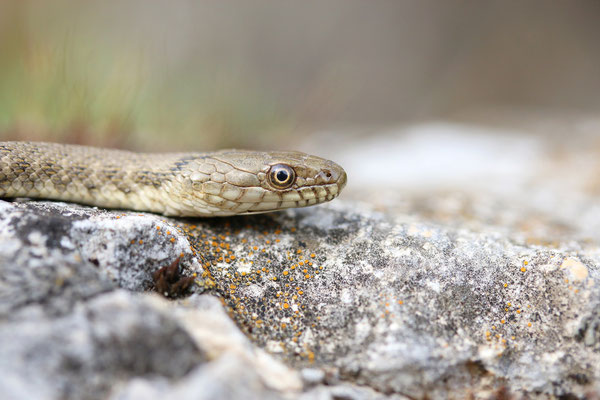 Dice Snake (Natrix tessellata) © Rick Middelbos