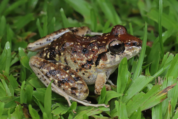 Polymorphic Robber Frog (Craugastor rhodopis)