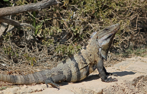 Black Spiny-tailed Iguana (Ctenosaura similis)