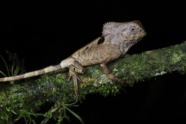 Helmeted Iguana (Corytophanes cristatus)