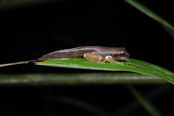 Legler's Tree Frog (Duellmanohyla legleri) metamorph