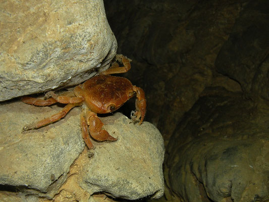 Cave crab (Potamon spec.)