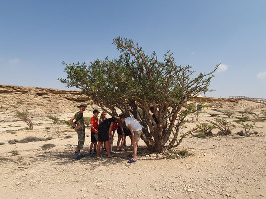 Having a closer look at Frankincense Trees. © Jack Kauw