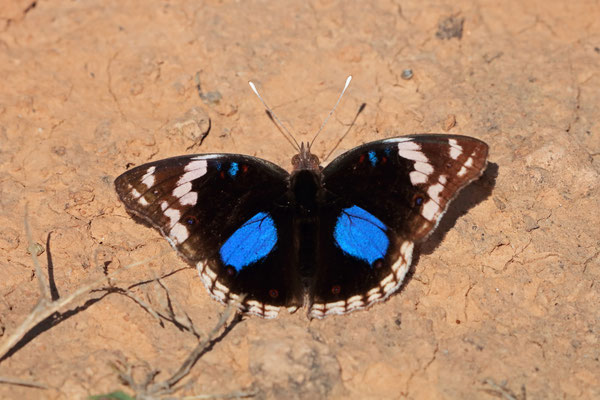 Dark Blue Pansy (Junonia oenone)