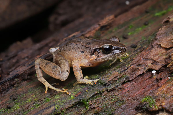 Related Squeaker (Arthroleptis affinis)