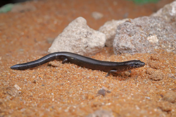 Grey Skink (Flexiseps ornaticeps)