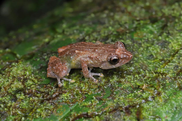 Common Dink Frog (Diasporus diastema) 