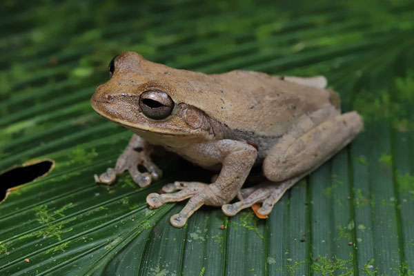 Tawny Tree Frog (Smilisca puma) 