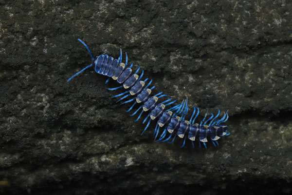 Flat-backed Millipede (Pararhachistes sp.)